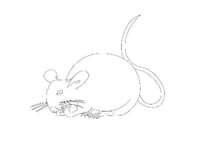 Rat Zodiac Sign